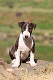 BULL TERRIER 009